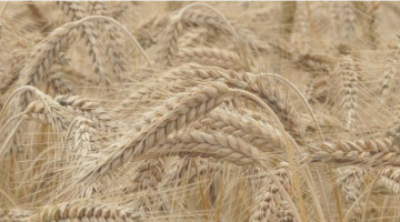 Hakiki imana ulaşmada rızık ve ecel endişesi engel midir? İnsanın rızık ve ecelinde bir değişme olabilir mi?